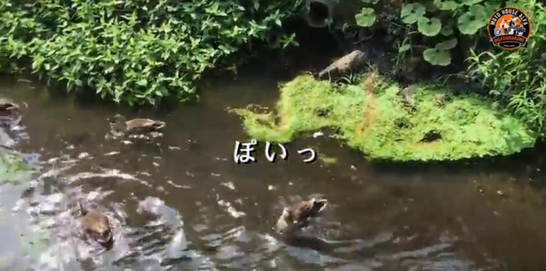 rapture_20180723100924