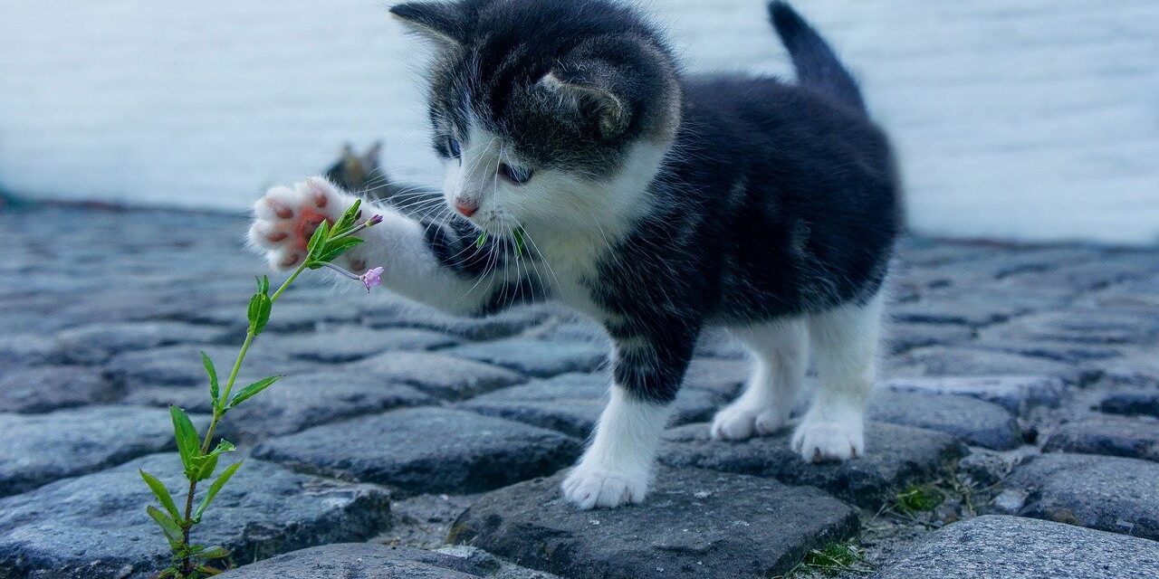 猫
