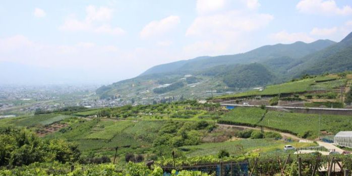 フルーツライン